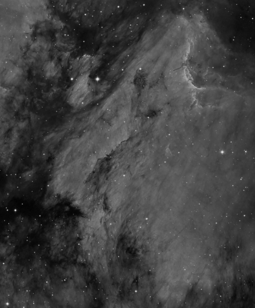 The Pelican